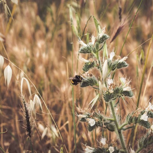 Picture of What is the Difference Between Organic And Biodynamic Farming? - The ...