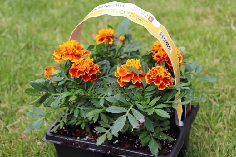 How To Make A DIY Mosquito Repellent Planter The Eco Hub