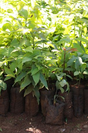 brand-directory-ecoligi