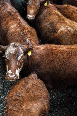 Hereford calves browns in the Liniers Market, Argentina