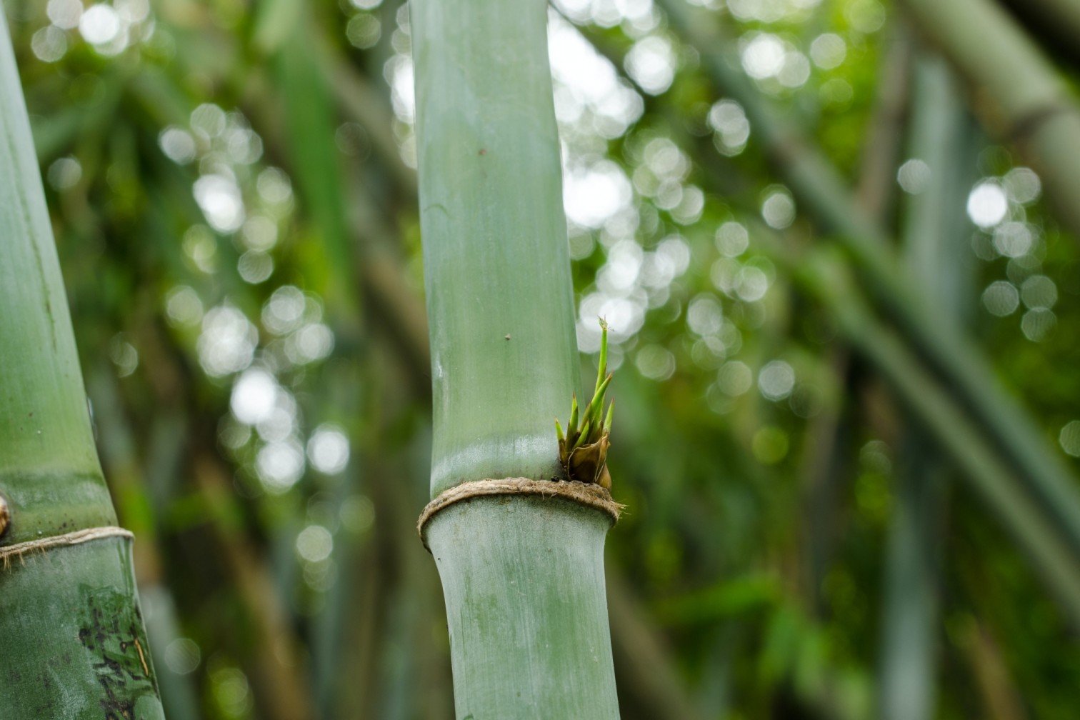 Bamboo Viscose 101 Is it an EcoFriendly & Sustainable Fabric? The