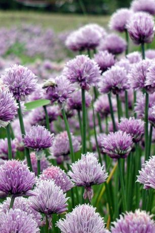 brand-directory-high-mowing-organic-seeds1