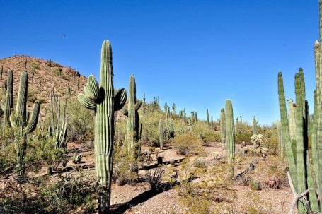 Cactus Leather Is Cool! But Is It Sustainable? - The Eco Hub