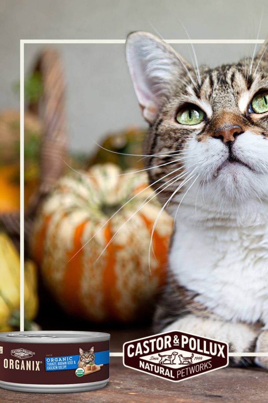 8 Purrfect EcoFriendly Cat Foods For Pets & The Eco Hub
